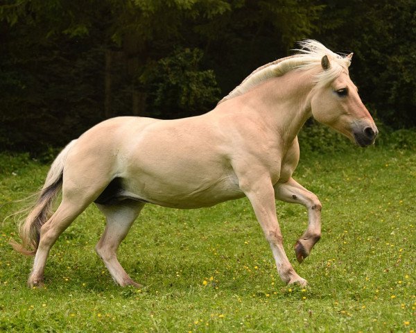 broodmare Ashley (Fjord Horse, 2002, from Athos FJH-S 684)