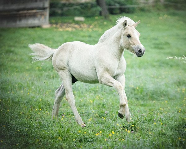 Pferd Høyefjells Rubio (Fjordpferd, 2020, von Rudsmo Remi)