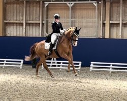 dressage horse Lissardo (Westphalian, 2009, from Lissaro)