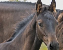 dressage horse Fanfaris Z (Zangersheide riding horse, 2021, from Flint)