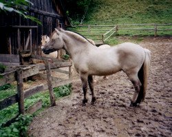 stallion Dodik (Fjord Horse,  , from Douglas II)