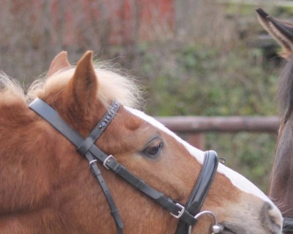 dressage horse Caillou 50 (German Riding Pony, 2007, from Cansas)