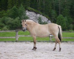 broodmare Jasmin (Fjord Horse, 2000, from Dodik)