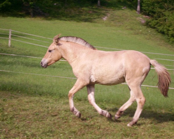 horse Jaris (Fjord Horse, 2007, from Joram)