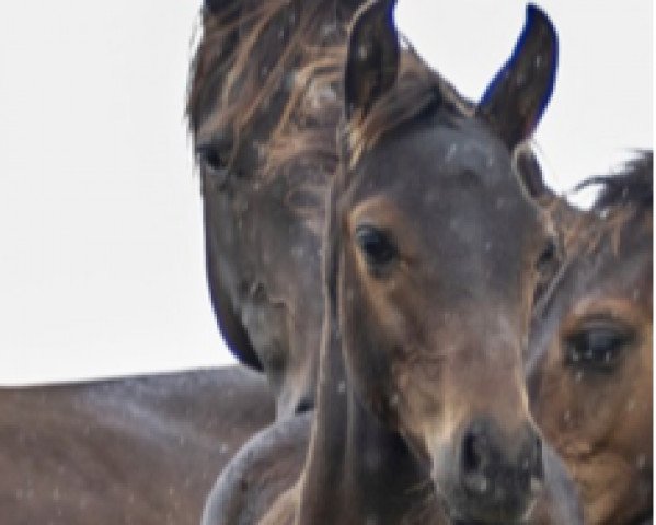 dressage horse Fandango Z (Zangersheide riding horse, 2021, from Flint)