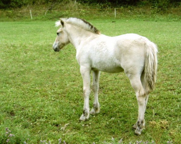 horse Jule (Fjord Horse, 2005, from Joram)