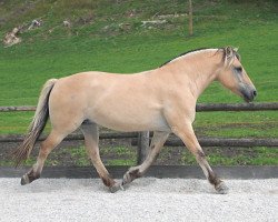 horse Svea (Fjord Horse, 1996, from Dodik)