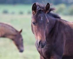 dressage horse Fojana Z (Zangersheide riding horse, 2021, from Flint)