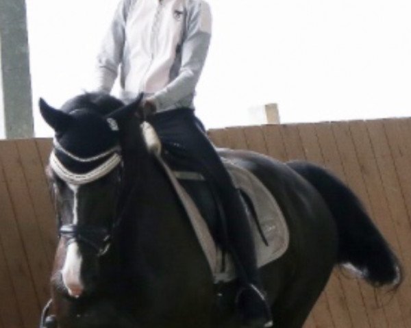 dressage horse Jumbo M (KWPN (Royal Dutch Sporthorse), 2014, from Dundee M)