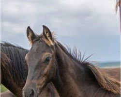 Springpferd Charge Z (Zangersheide Reitpferd, 2021, von Castar 4)