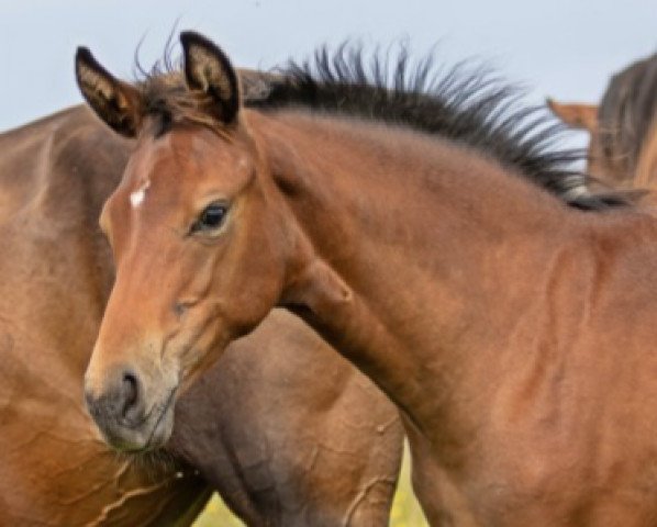 Dressurpferd Fabala Z (Zangersheide Reitpferd, 2021, von Flint)