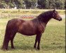 broodmare Shilstone Rocks Another Bunch (Dartmoor Pony, 1976, from Shilstone Rocks Fury)