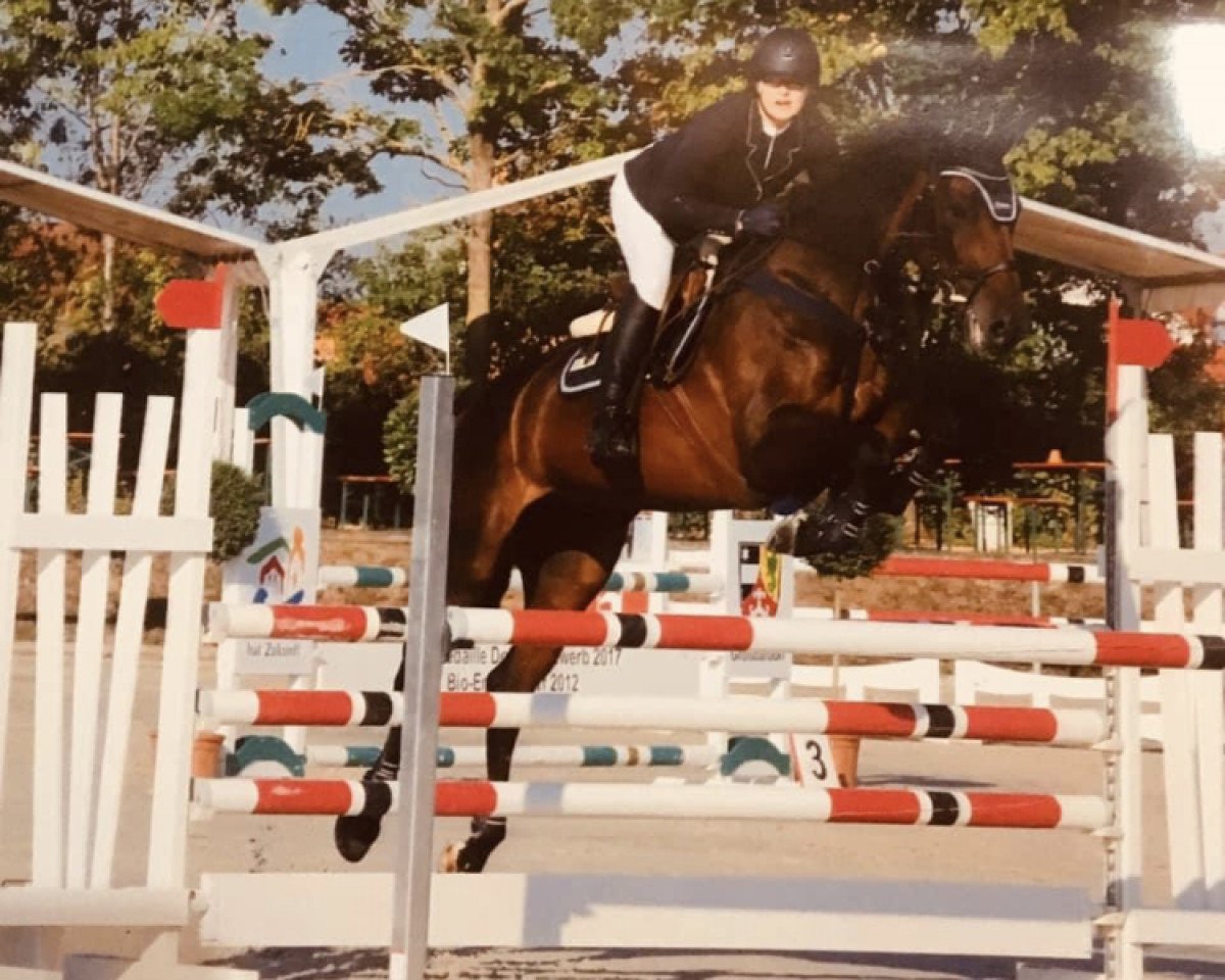 jumper La Schocka (German Sport Horse, 2008, from Lancelot Quainton)