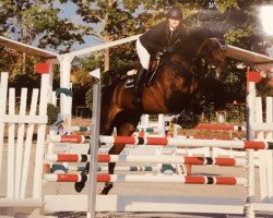 jumper La Schocka (German Sport Horse, 2008, from Lancelot Quainton)