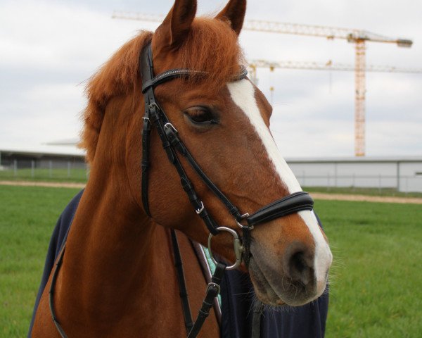 broodmare La Lina B (German Riding Pony, 2008, from Like Luxus)