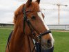 broodmare La Lina B (German Riding Pony, 2008, from Like Luxus)