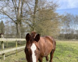 dressage horse Red Hot Chili Pepper 18 (Hanoverian, 2008, from Rotspon)