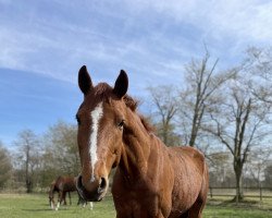 dressage horse Simpson Snuggles (Hanoverian, 2018, from Secret)