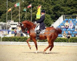 dressage horse PK Millenium (Hanoverian, 1996, from Mont du Cantal AA)