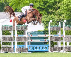 jumper Je Maintiendrai (KWPN (Royal Dutch Sporthorse), 2014, from I'm Special de Muze)