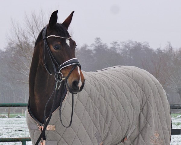 dressage horse First Love 37 (Hanoverian, 2015)