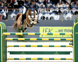 Zuchtstute Fais Toi Belle du Seigneur Pleville (Belgium Sporthorse, 2011, von Baltik Sitte)