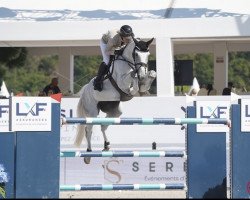 jumper Arka de La Hart Z (Zangersheide riding horse, 2011, from Arko III)