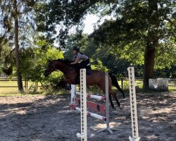 jumper Star Light 11 (German Riding Pony, 2009, from Blue Star)