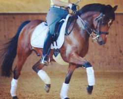 dressage horse Rocky 729 (unknown, 2001)