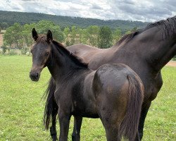 Springpferd Anna-Caidis W (Deutsches Sportpferd, 2021, von Cornets Pleasure Dree Boeken)