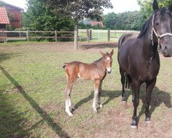 broodmare Velvet OB (Hanoverian, 2012, from Van Helsing)