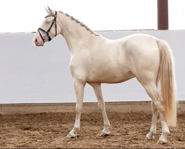 horse Cream'n Gold (German Riding Pony, 2015, from Casino de Luxe)