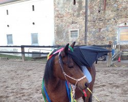 horse Rock Grey Sina (Welsh Pony (Sek.B), 1993, from York von Rock Grey)