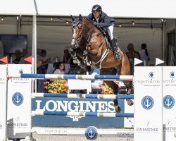 Springpferd Babalou (Schweizer Warmblut, 2010, von Balou du Rouet)