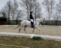 dressage horse Capri 134 (UK Warmblood, 2004)