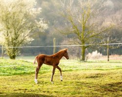 Springpferd ZackZack CR (Holsteiner, 2023, von Zuccero Hv)