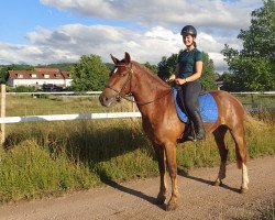 Pferd Freiberger Stute (Freiberger, 2018, von Horlando)