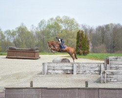 jumper Zeylon Blue (Oldenburg show jumper, 2017, from Zirocco Blue)