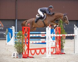 broodmare Esme Von Gurbrue (Swiss Warmblood, 2015, from Emerald van 't Ruytershof)