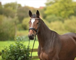 dressage horse It-Girl vom Klint (Holsteiner, 2016, from Brantzau)