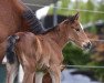 Springpferd Jasper von Gurbrü Z (Zangersheide Reitpferd, 2022, von Jasper)