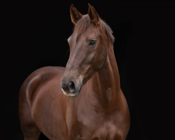 dressage horse Fine Fleur B (Hanoverian, 2013, from Fidertanz)