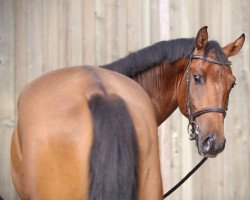 jumper Zion Von Gurbru CH (Swiss Warmblood, 2014, from Zacharov Tn)