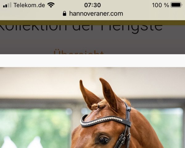 dressage horse Hengst von Zackerey (Hanoverian, 2019, from Blue Hors Zackerey)