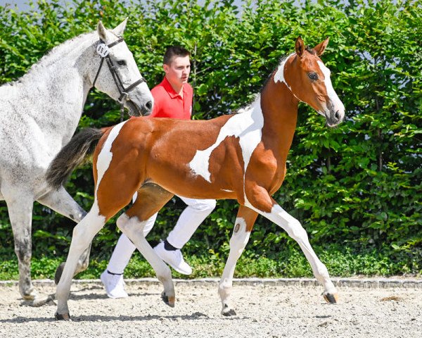 jumper Unique von Gurbrü (Swiss Warmblood, 2021, from Ulyss Morinda)