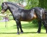 stallion Shilstone Rocks Atlantic Gale (Dartmoor Pony, 1986, from Brandsby Cyclone)