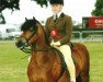 Deckhengst Hixton Hurricane (Dartmoor-Pony, 2000, von Shilstone Rocks Atlantic Gale)