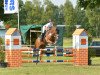 jumper Lord Lennox 16 (German Riding Pony, 2002, from Losander)