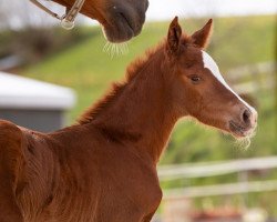 Springpferd Charly Wild (Schweizer Warmblut,  , von Corassini von Gurbrü)