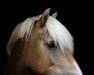 dressage horse Win-Willow (3,52% ox) (Edelbluthaflinger, 2008, from Wotan (0,78% ox))